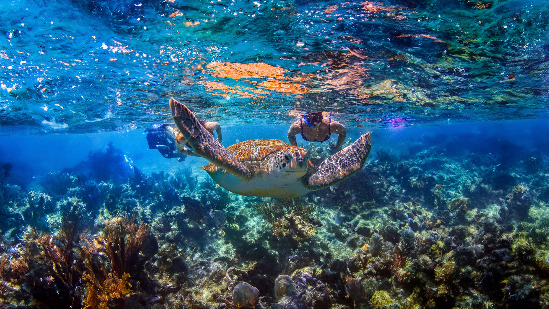 Cenote, Turtles & Beach Club - Image 2