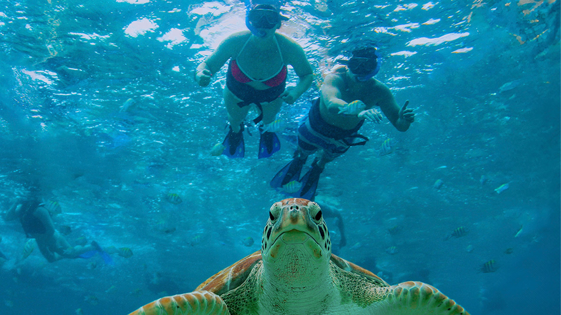 Cenote, Turtles & Beach Club - Image 4