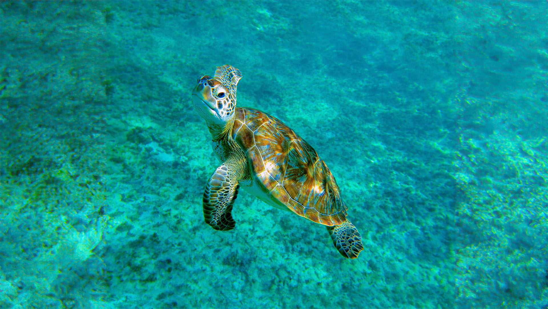 Cenote, Turtles & Beach Club - Image 3