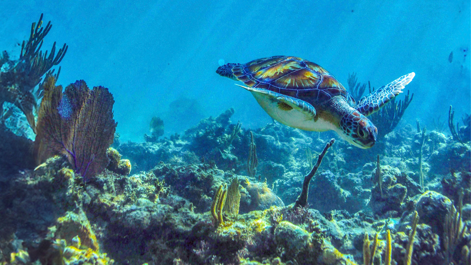 Cenote, Turtles & Beach Club - Image 5