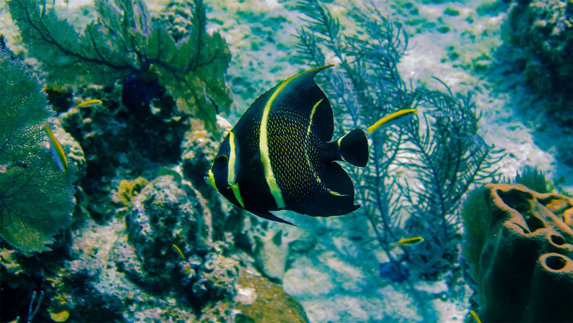 Cozumel Sea Safari - Image 2