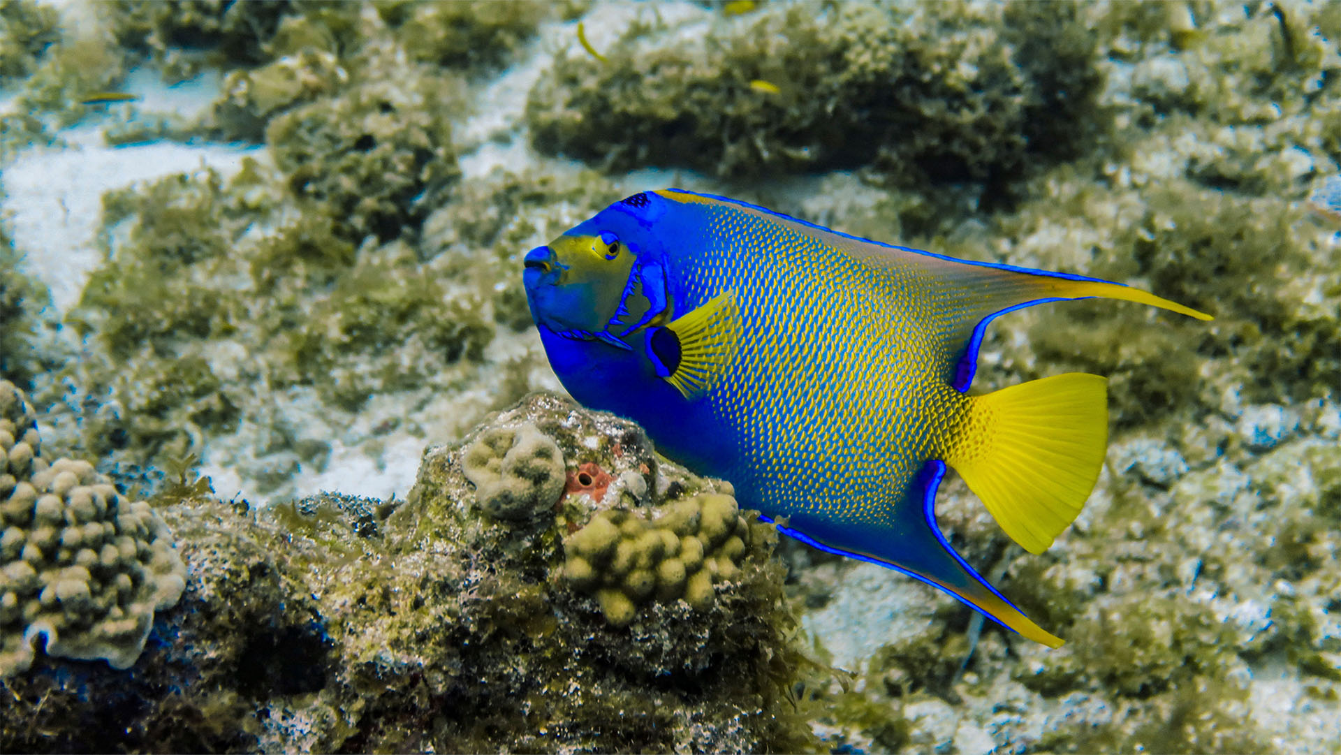 Cozumel Sea Safari - Image 5