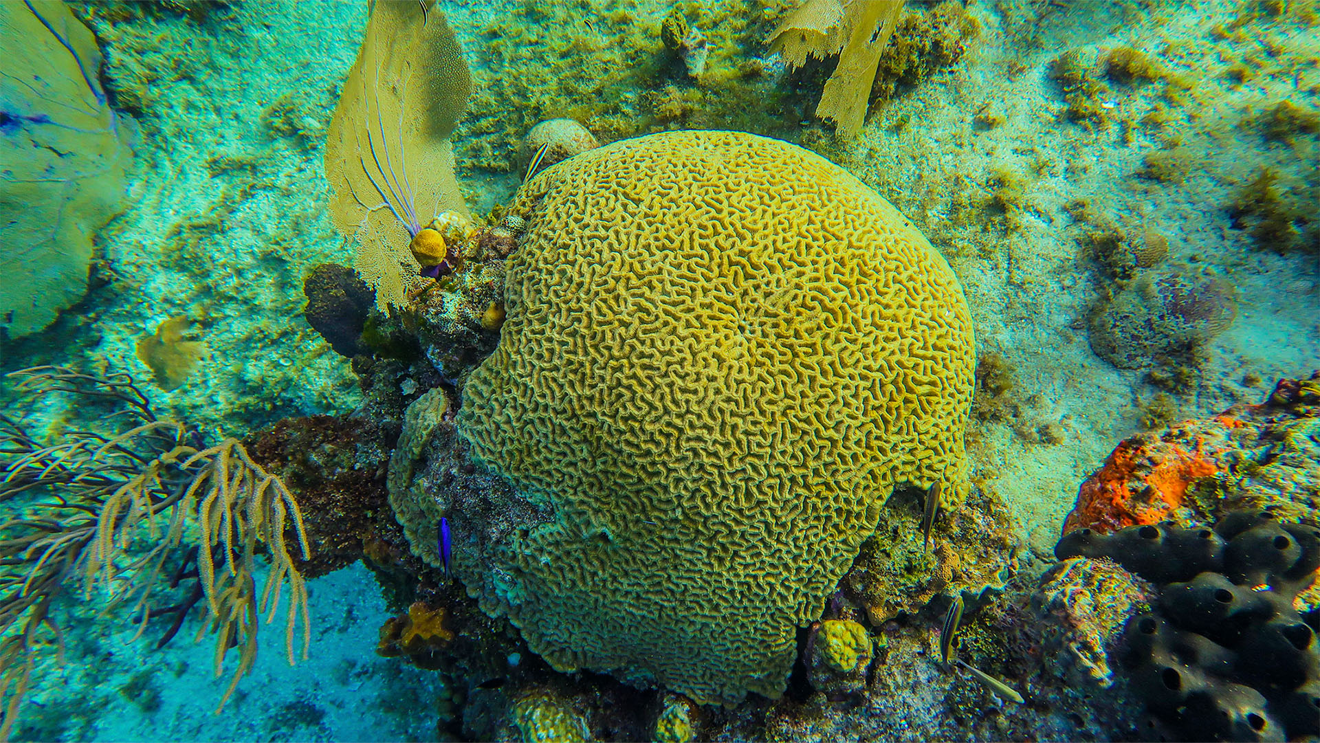 Cozumel Sea Safari - Image 6