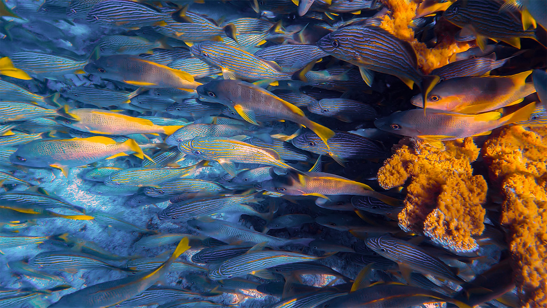 Cozumel Sea Safari - Image 9