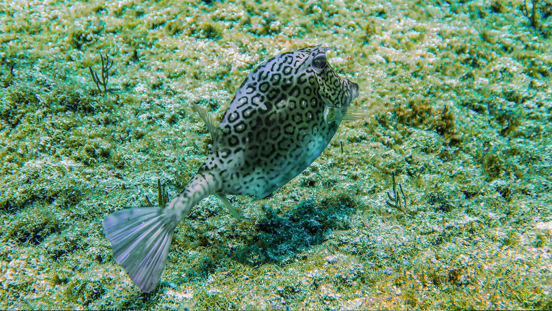 Cozumel Sea Safari - Image 10