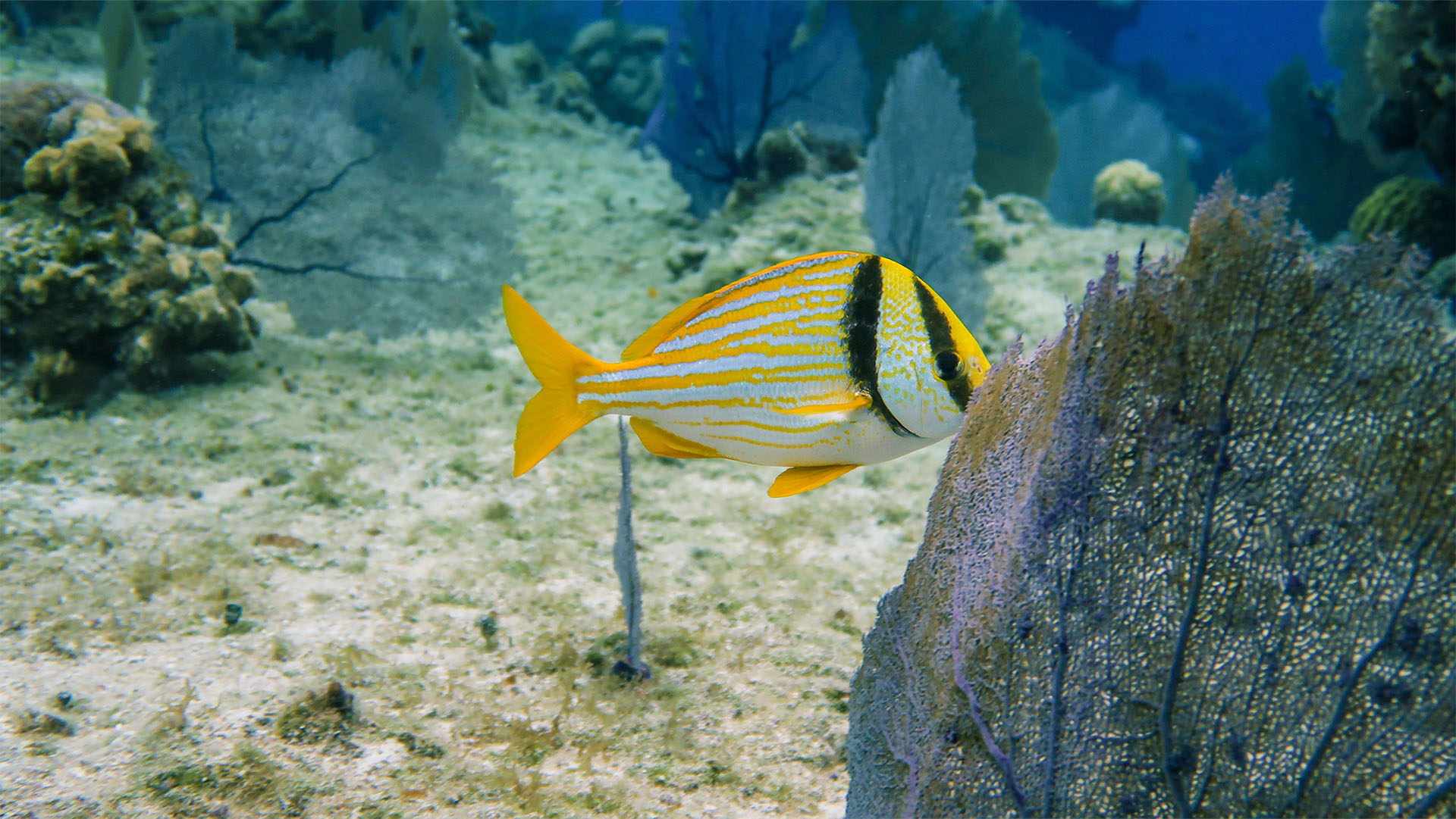 Cozumel Sea Safari - Image 16