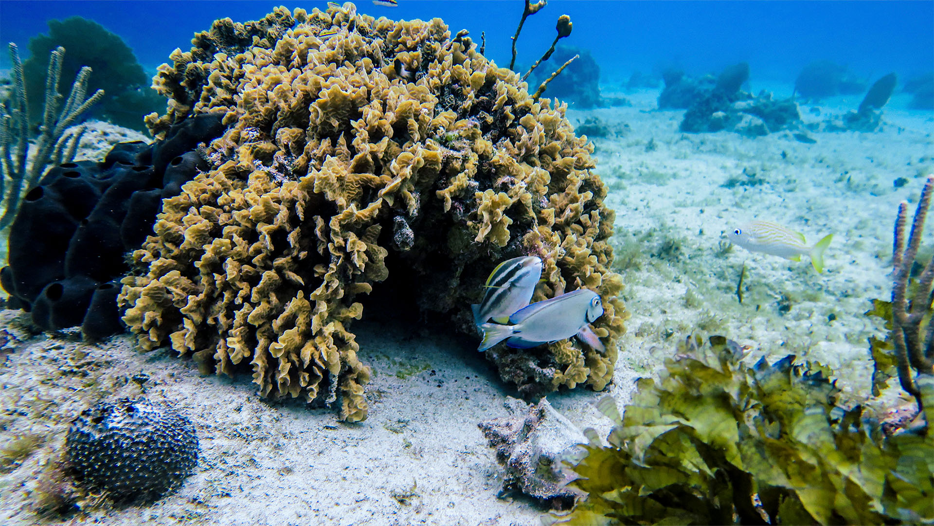 Cozumel Sea Safari - Image 17