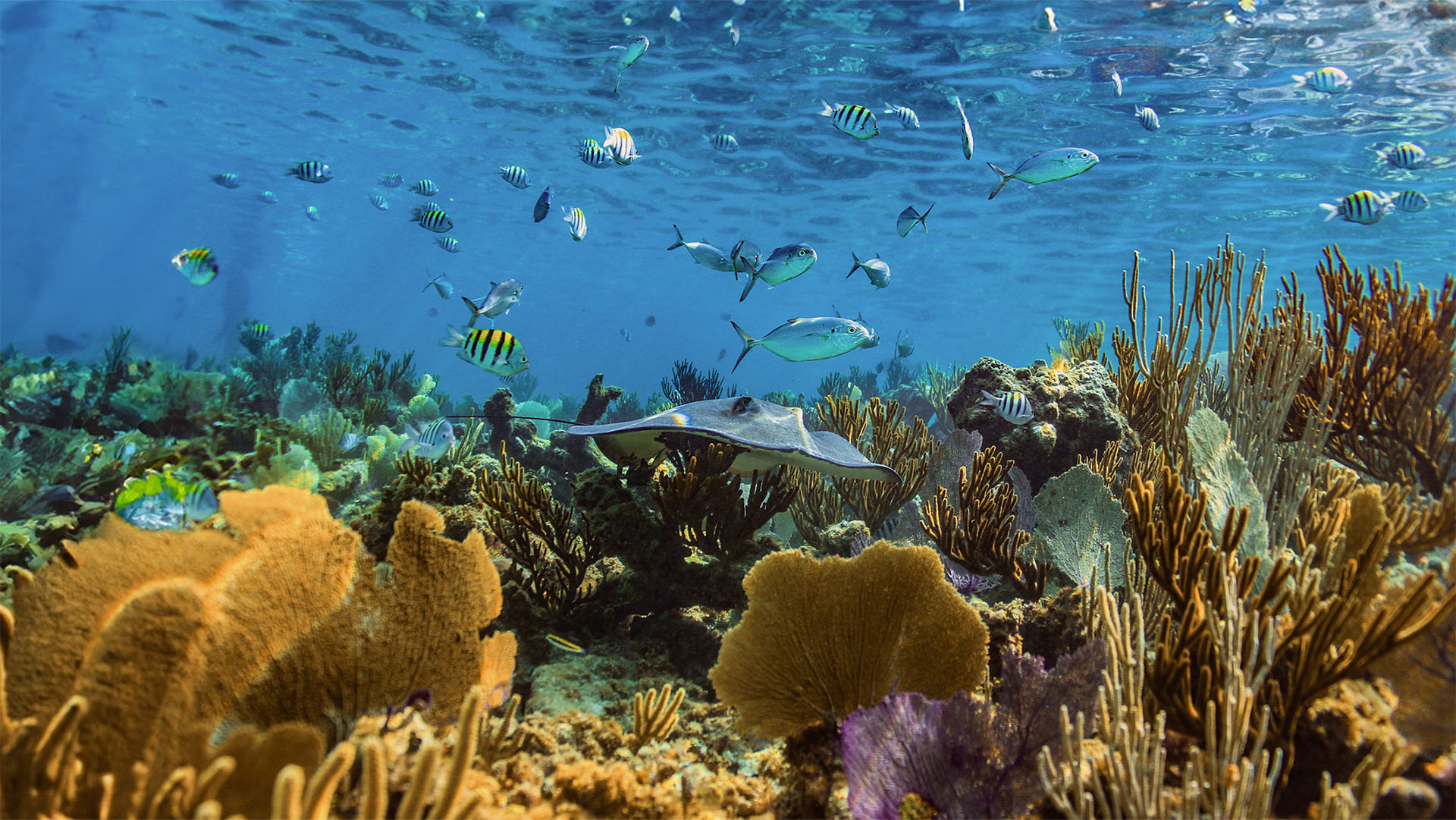 Cozumel Sea Safari - Image 18