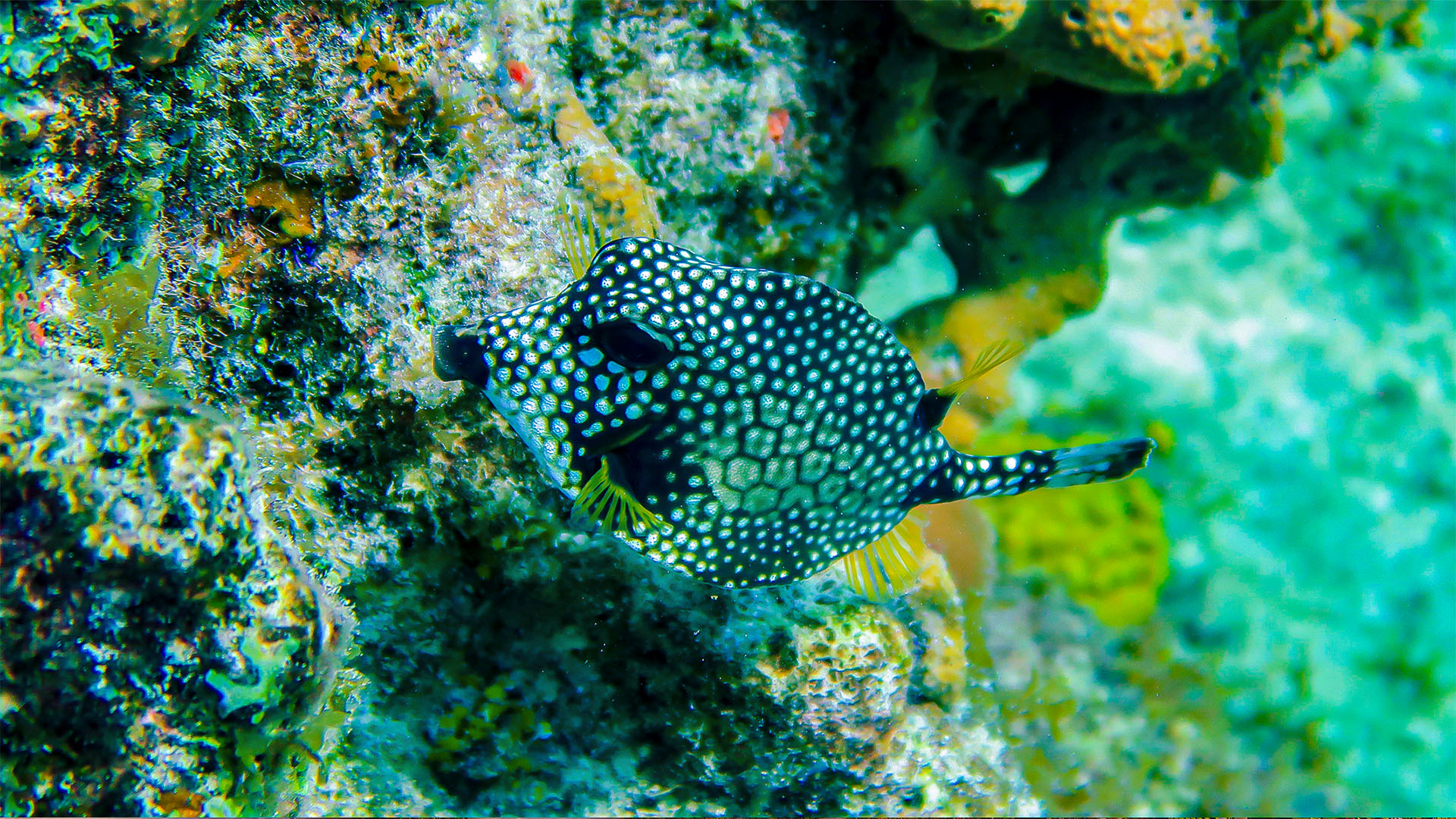 Cozumel Sea Safari - Image 21