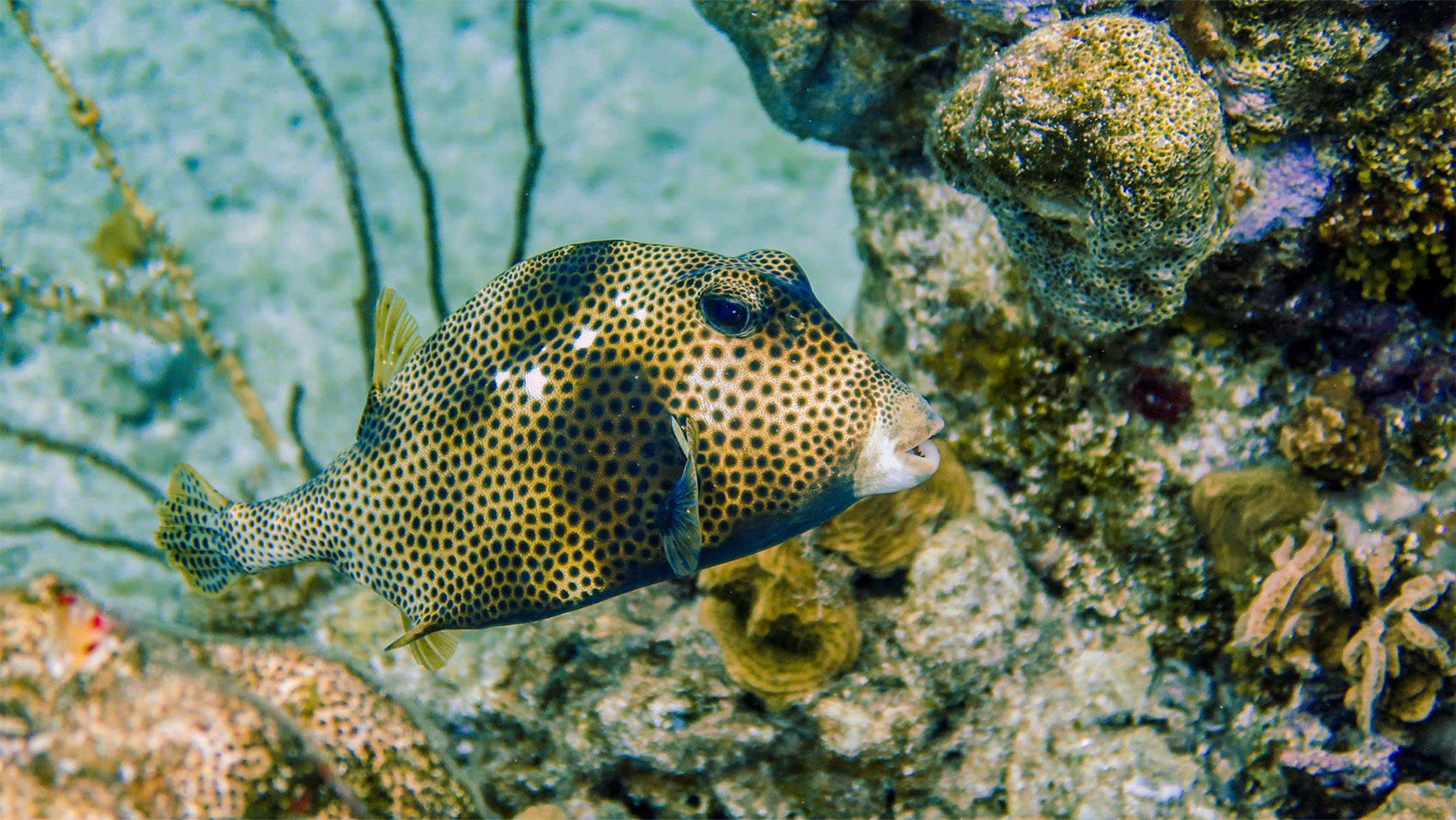 Cozumel Sea Safari - Image 22