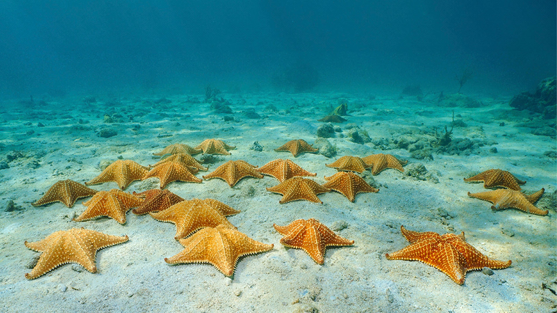Cozumel Sea Safari - Image 24