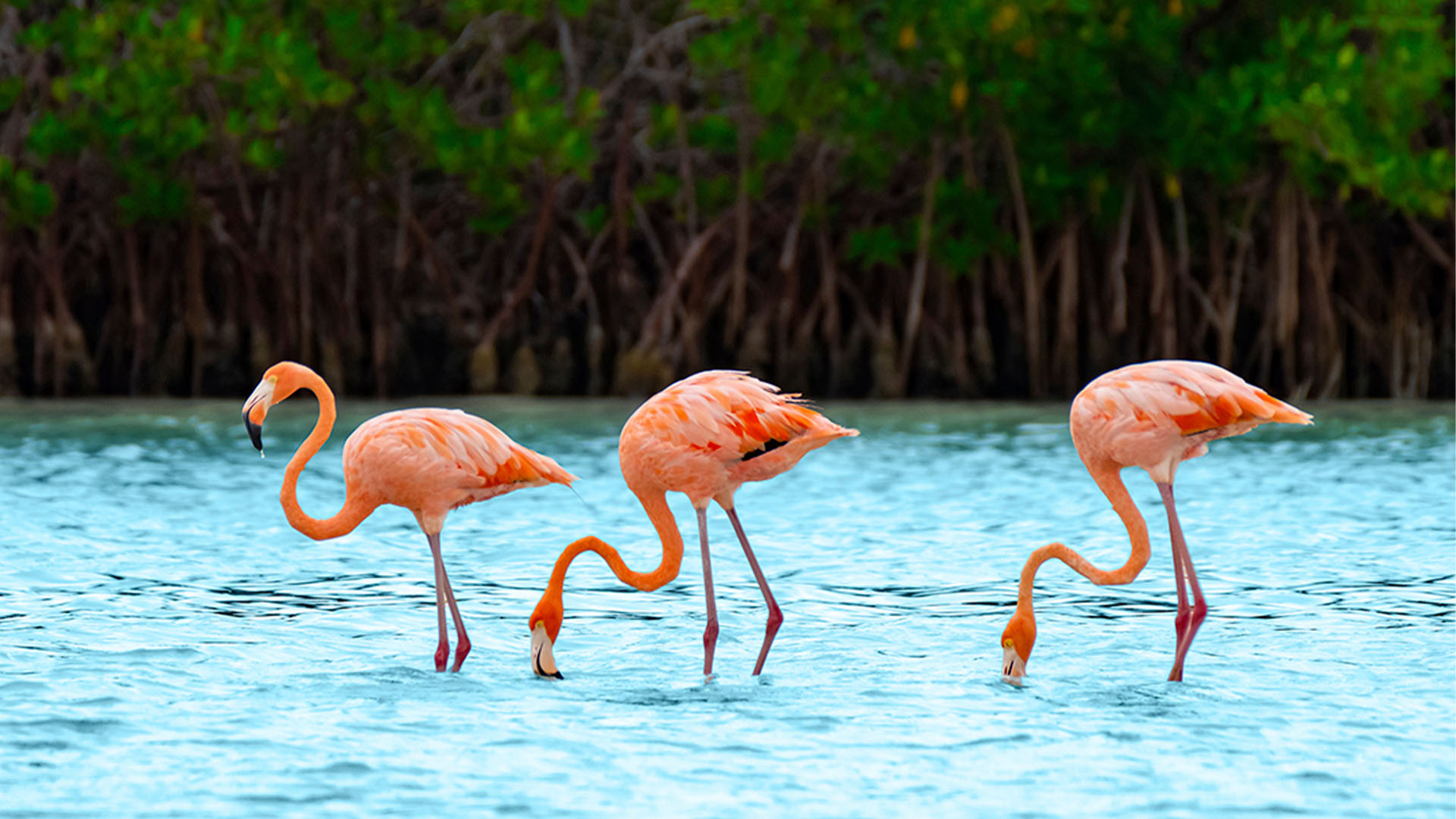 Holbox Island Adventure - Image 13