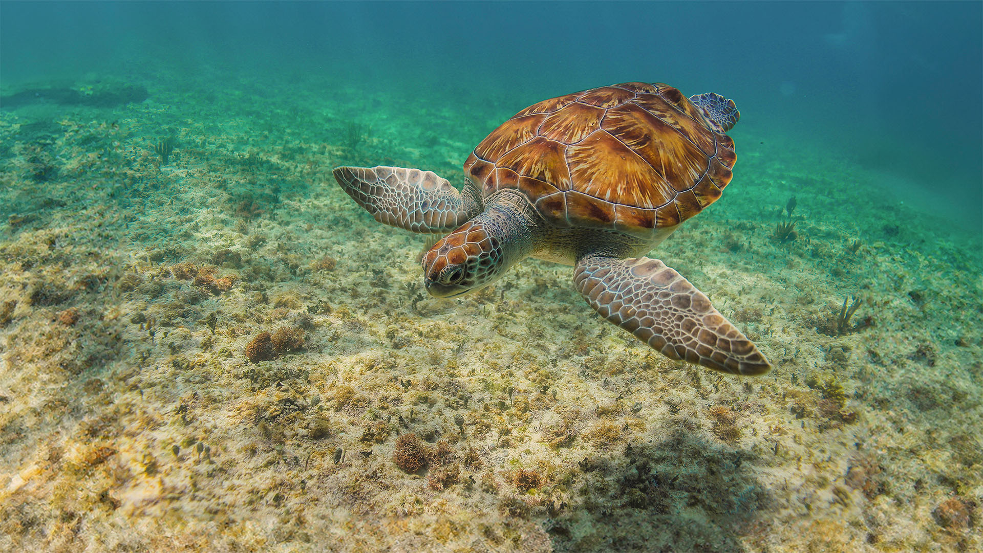 Tulum, Turtles, Cenote & Beach Club - Image 8