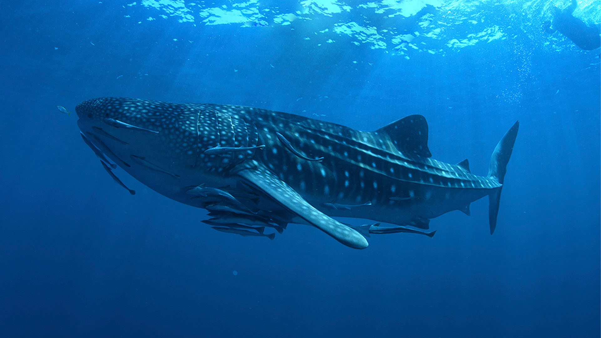 Whale Shark Experience - Image 4
