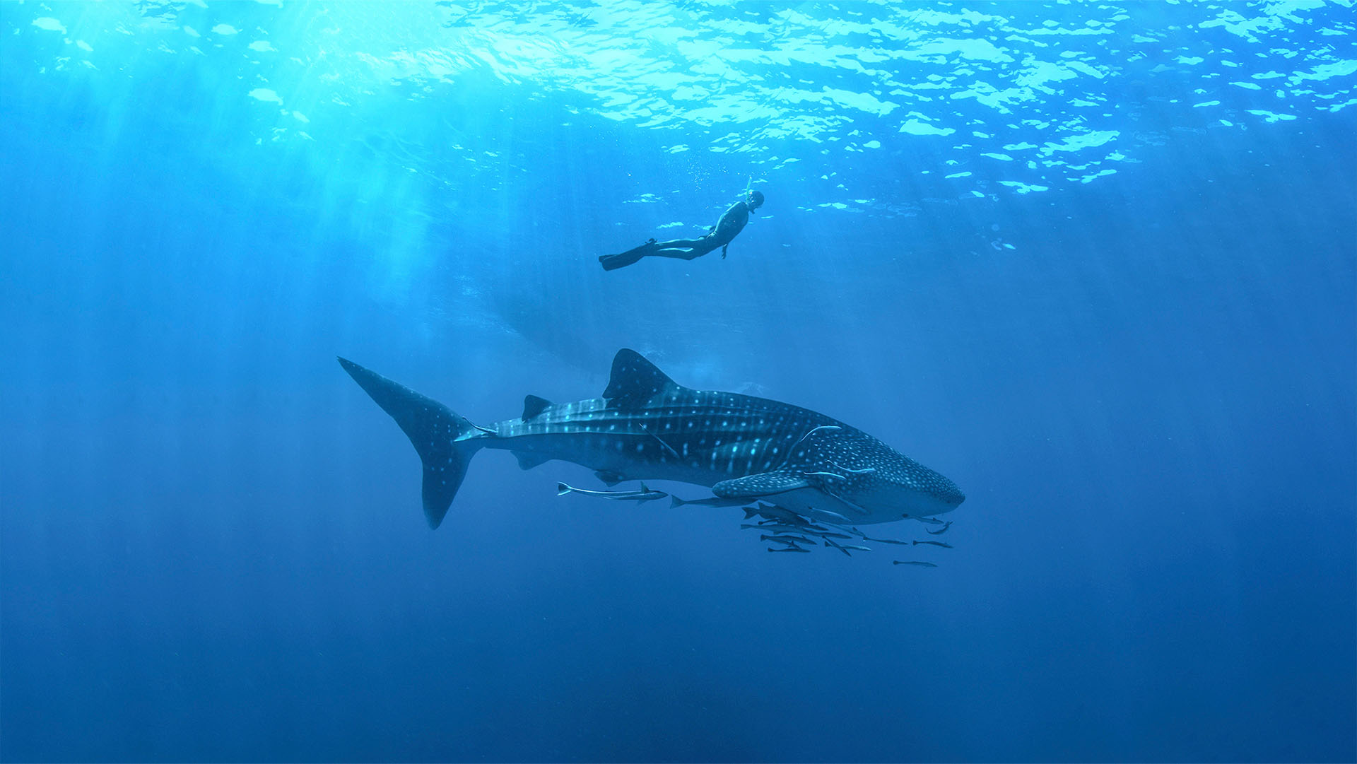 Whale Shark Experience - Image 3