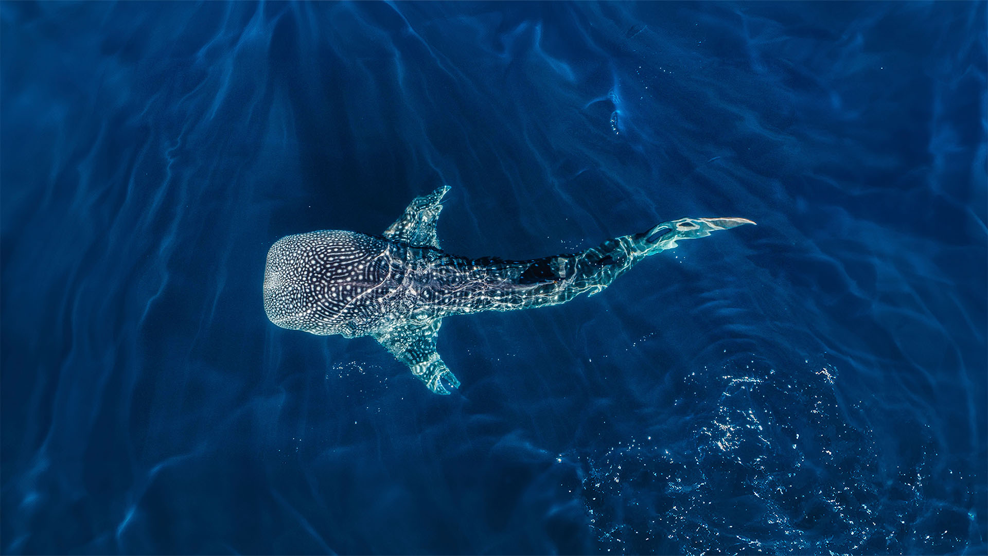 Whale Shark Experience - Image 2